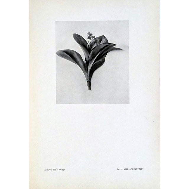 Set of 12 Antique Botanical Photogravure Plates From the First Edition of Nature's Aid to Design (1907) For Sale - Image 12 of 13