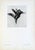 Set of 12 Antique Botanical Photogravure Plates From the First Edition of Nature's Aid to Design (1907) For Sale - Image 12 of 13