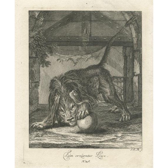 Ridinger, Angry Lion, 1738, Print For Sale