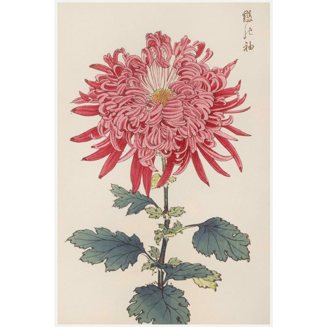 Japanese Pink Chrysanthemum Diptych, Vintage Japanese Botanical Art Print (Set of 2), 24" X 36" For Sale - Image 3 of 8