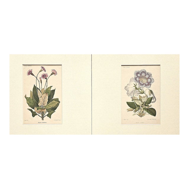 1883 Set of 2 Antique French Botanical Lithographs-Revue Horticole, Matted For Sale