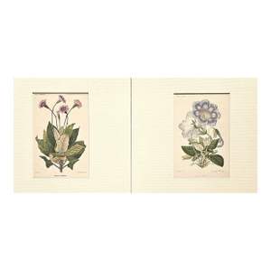 1883 Set of 2 Antique French Botanical Lithographs-Revue Horticole, Matted