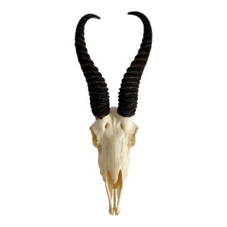Natural African Springbok Skull W/ Horns For Sale