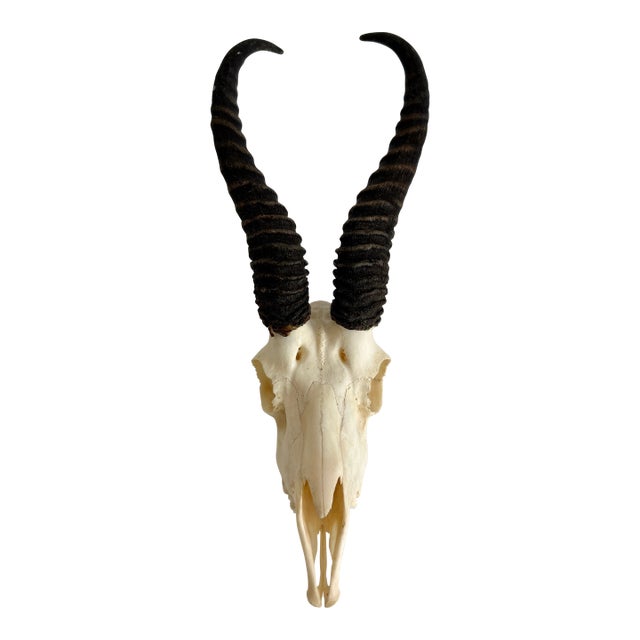 Natural African Springbok Skull W/ Horns For Sale