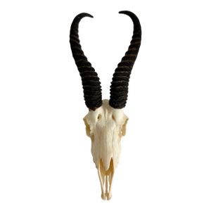 Natural African Springbok Skull W/ Horns