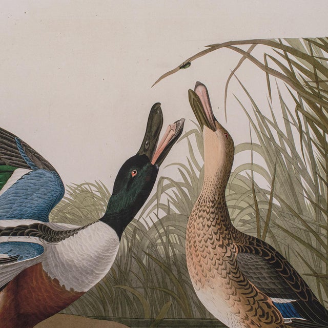 Pair of Vintage Duck Pictures, English, Framed Print, After Audubon, Art, c.1980 For Sale - Image 4 of 9