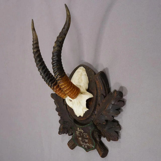 Rustic European Antique Springbok Trophy on Carved Plaque, Austria 1925 For Sale - Image 3 of 7
