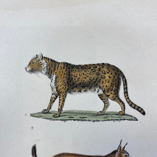 French French Antique 18th Century "Le Jaguar" Animal Engraving Hand Colored Artwork For Sale - Image 3 of 9