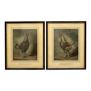 Antique Pair of English Game Bird Sporting Hand Colored Engravings in Ebonized Frames For Sale