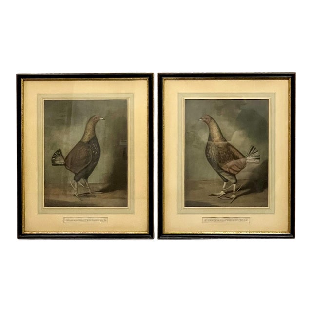 Antique Pair of English Game Bird Sporting Hand Colored Engravings in Ebonized Frames For Sale