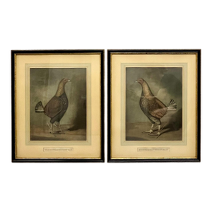 Antique Pair of English Game Bird Sporting Hand Colored Engravings in Ebonized Frames