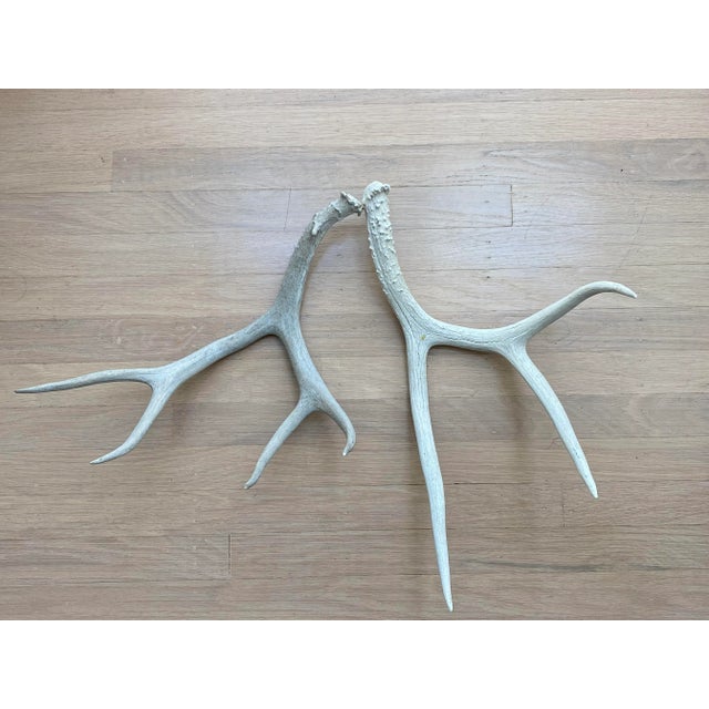 Vintage Natural Deer Antler - a Pair For Sale - Image 11 of 13