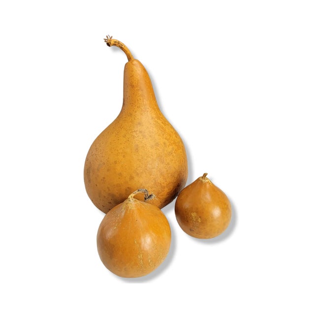 This is a great set of decorative gourds for the holidays. The set features a mixed shape of natural gourds. These gourds...