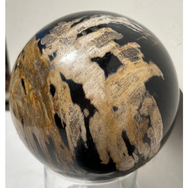 Wood Two Polished Petrified Wood Organic Spheres. For Sale - Image 7 of 10