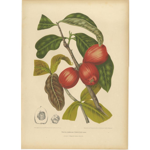 Hoola van Nooten, Wax Apple Fruit Botanical, 1880, Chromolithograph For Sale