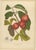 Hoola van Nooten, Wax Apple Fruit Botanical, 1880, Chromolithograph For Sale