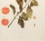 1900s U. P. Hedrick, Original Antique Photogravure of Hale Plums For Sale - Image 4 of 7