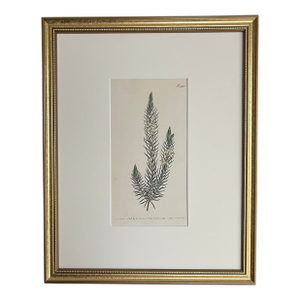 Antique Original Hand Colored Curtis Floral Botanical Etching 1798