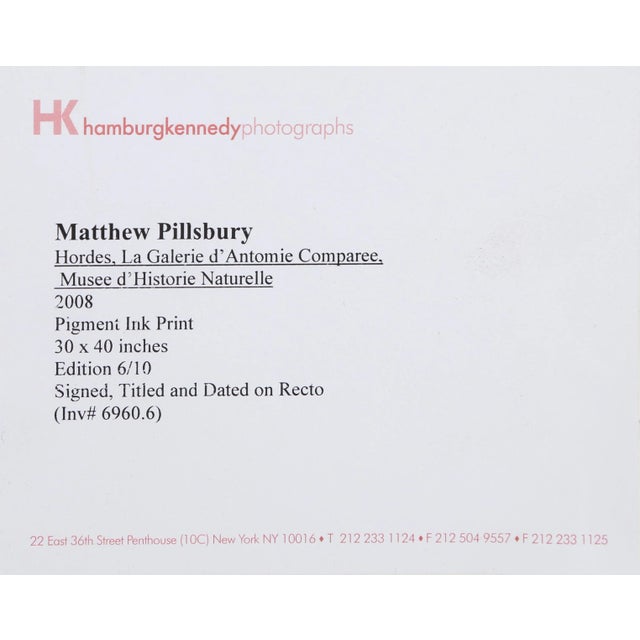 2000 - 2009 Matthew Pillsbury, Hordes, La Galerie d'Anatomie Comparée, Musée d'Histoire Naturelle, Pigment Ink Print For Sale - Image 5 of 7