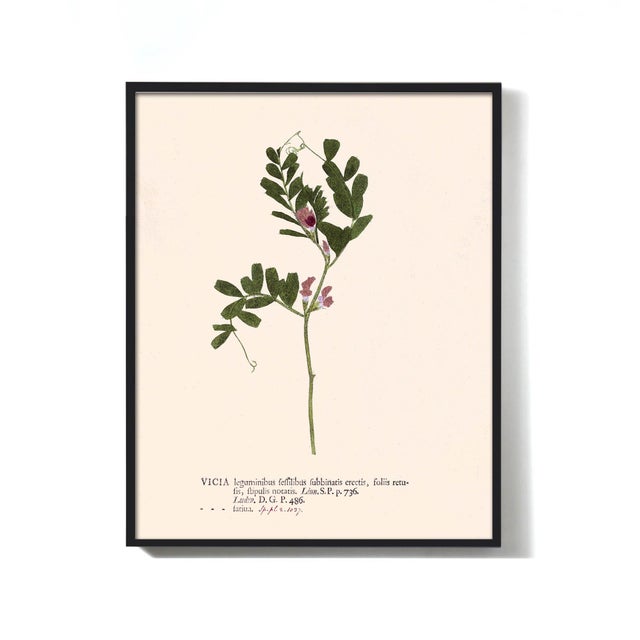 Wine Antique Botanical Set in Oxblood - Set of 8 16" X 20" For Sale - Image 8 of 11