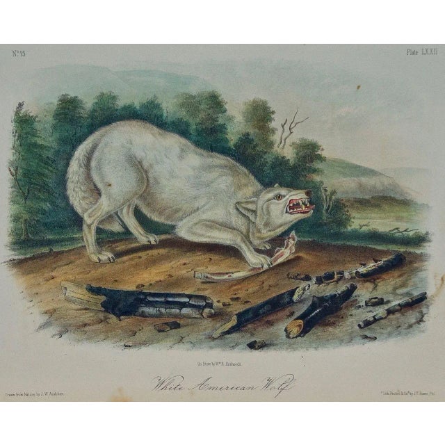 Realism Audubon "White American Wolf" an Audubon Hand Colored by j.t. Bowen Lithograph, 1849-1854 For Sale - Image 3 of 5