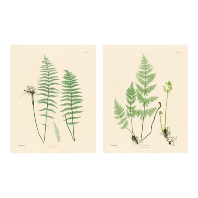 Botanical Ferns by Henry Bradbury- Plates 29 & 30 - Set of 2 For Sale