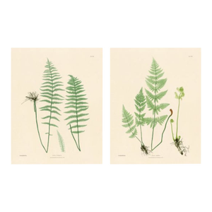 Botanical Ferns by Henry Bradbury- Plates 29 & 30 - Set of 2