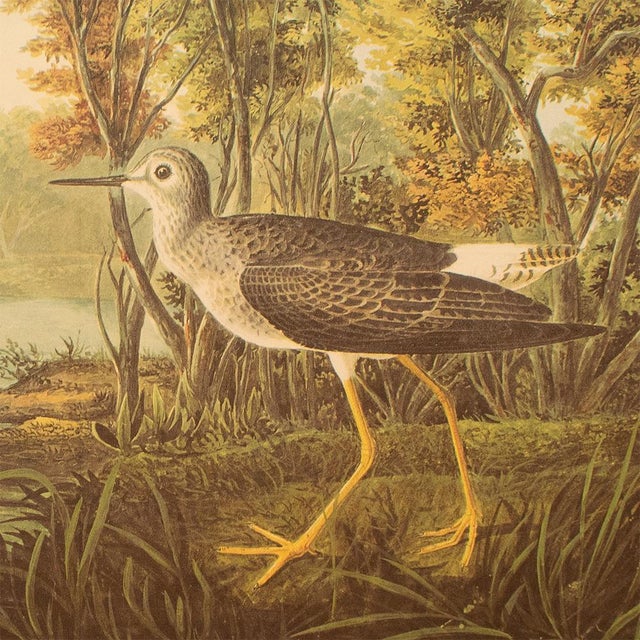 1960s 1966 Vintage Farmhouse Cottage XL Print "Yellowshank" After John James Audubon For Sale - Image 5 of 9
