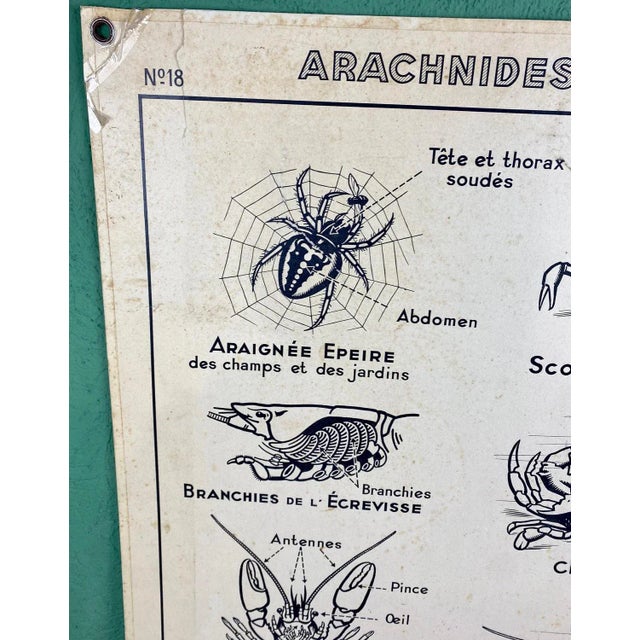 French Double-Sided Poster of Mollusks and Crustaceans For Sale - Image 9 of 18