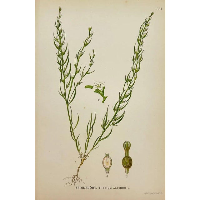 Presenting an exquisite set of eight antique botanical chromolithographs featuring a variety of Nordic flora in vivid...