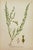 Presenting an exquisite set of eight antique botanical chromolithographs featuring a variety of Nordic flora in vivid...
