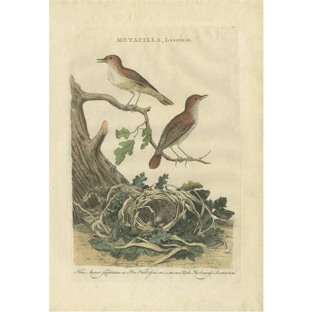 Sepp & Nozeman, Bird Illustration of the Nightingale, 1789, Print For Sale - Image 6 of 6