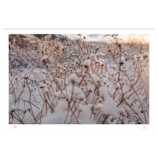 Amanda Ludovisi, Winter, Giclée Print, 2021 For Sale