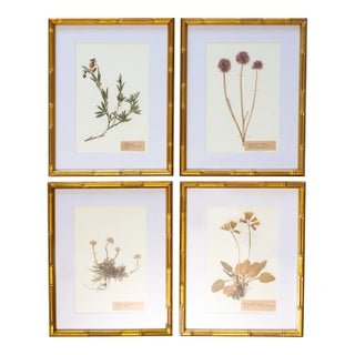 Custom Framed Antique Swedish Herbarium Botanical Specimens For Sale