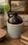 Ceramic Antique American Salt-Glazed Stoneware Jug With Albany Slip Shoulder, Circa 1890 For Sale - Image 7 of 12