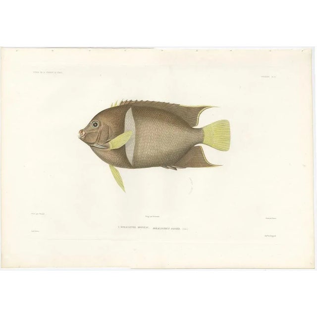 Barrois, King Angelfish, 1845, Lithograph on Paper For Sale - Image 3 of 10