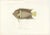 Barrois, King Angelfish, 1845, Lithograph on Paper For Sale - Image 3 of 10