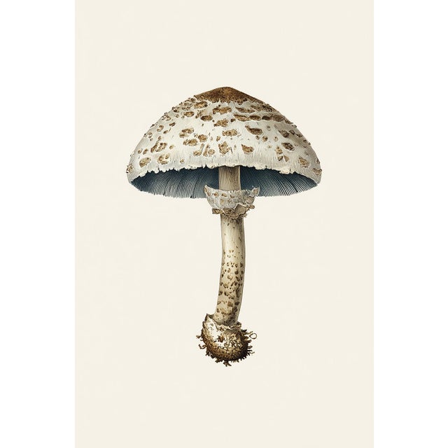 6" X 9" 'European Solitary Lepidella' or 'Amanita Echinocephala' Mushroom - Original Botanical Herbarium Watercolor &...