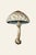 6" X 9" 'European Solitary Lepidella' or 'Amanita Echinocephala' Mushroom - Original Botanical Herbarium Watercolor &...