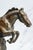 A commanding tribute to equestrian strength and elegance, this finely cast bronze horse sculpture captures a powerful...