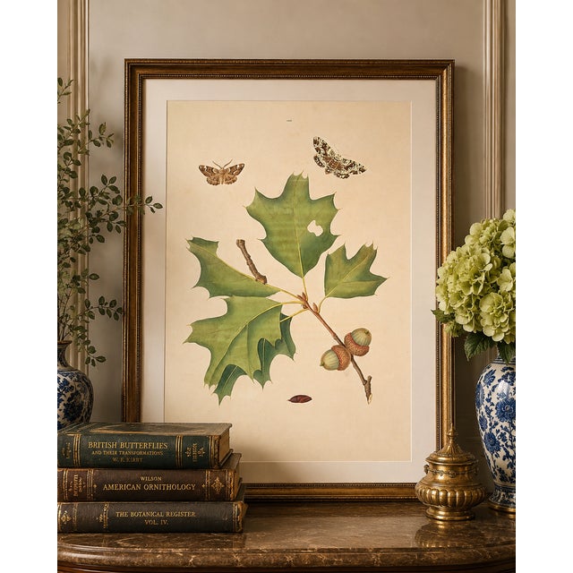 Paper Oak Leaf & Acorn Study With Moths, 1797 Vintage Art Print Reproduction, 16" X 24" For Sale - Image 7 of 10
