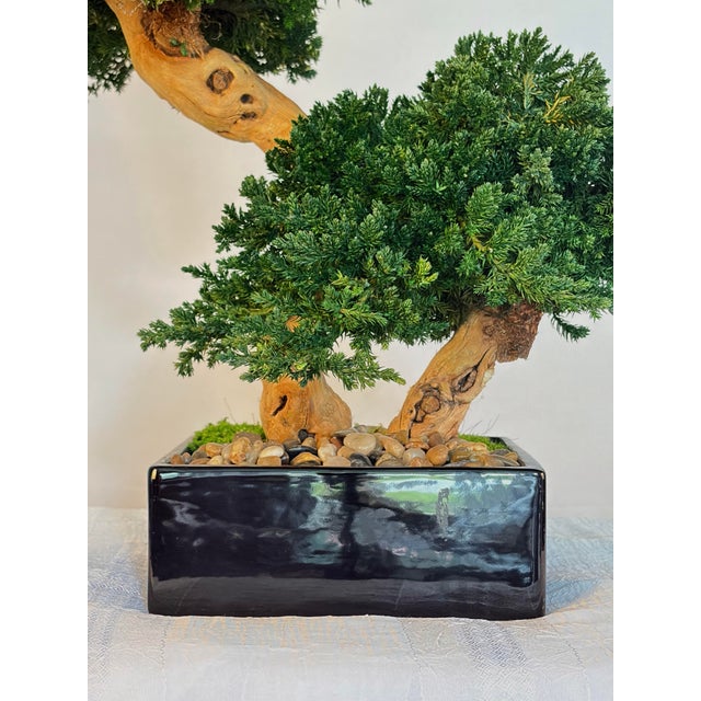 2020s Organic Modern Faux Bonsai Tree on California Grapewood Root in Porcelain Planter For Sale - Image 5 of 5