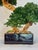2020s Organic Modern Faux Bonsai Tree on California Grapewood Root in Porcelain Planter For Sale - Image 5 of 5