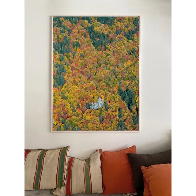 "Bavarian_Forest_02" Size C Limited Edition Fine Art Photograph by Bernhard Lang For Sale - Image 4 of 9