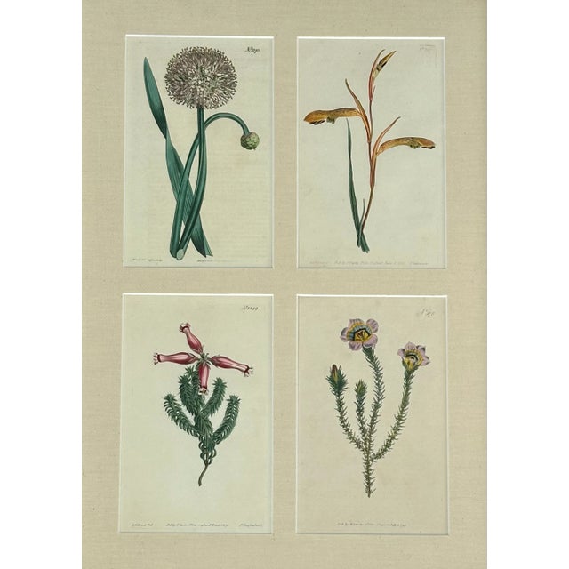 William Curtis Set of Botanicals by William Curtis, 1806 (Framed) For Sale - Image 4 of 8