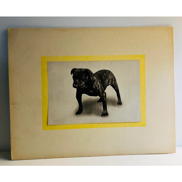 Antique Bulldog Dog Print For Sale - Image 4 of 4