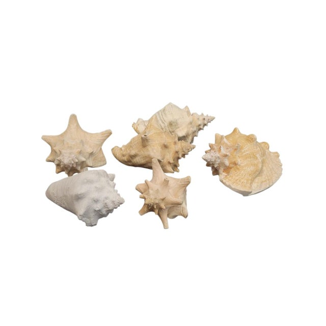 Vintage Large Coastal Genuine Natural Conch Sea Shells- Set of 6 For Sale In West Palm - Image 6 of 16