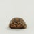Antique Petite Box Turtle Shell For Sale - Image 4 of 13
