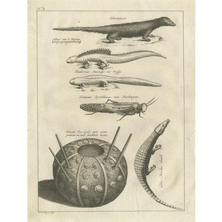 Shaw, Lizards, Locust, Mongoose and a Sea Urchin, 1773, Engraving For Sale