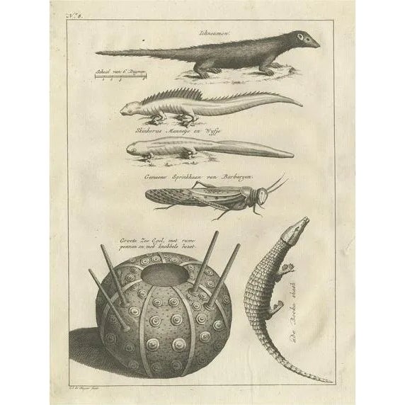 Shaw, Lizards, Locust, Mongoose and a Sea Urchin, 1773, Engraving For Sale